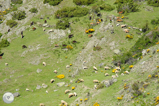 GR 11 - Etapa 20: Estaon - La Guingueta d