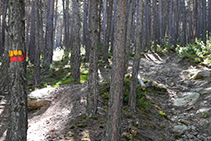 Senyals grocs i vermells del GRP que ens guien a través del bosc de pi roig.