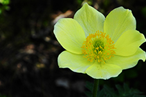 Flors a la vall del Madriu.