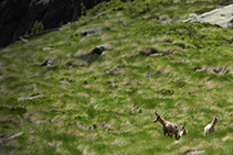 Isards a Coms de Jan, a la capçalera de la vall de Ransol.