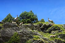 Isards a Coms de Jan, a la capçalera de la vall de Ransol.