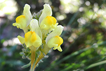 Orquídia.