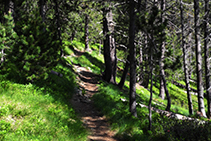 Camí per l´interior del bosc.