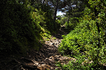 Zona boscosa abans d´arribar al coll de Jovell.