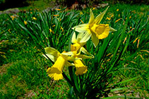 Narcís de muntanya (<i>Narcissus pseudonarcissus</i>).
