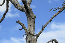 Arbre foradat per un picot.