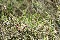 Papallona arlequí.