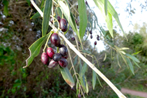 Olives a punt de collir.