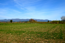 Rostolls i canyissars amb la serra de l´Albera al fons.