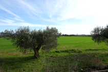 Camps d´oliveres.