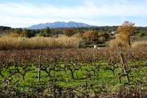 Cultius de vinya a Capmany.