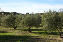 Camps d´oliveres.