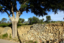 Paret de pedra seca i alzina surera.