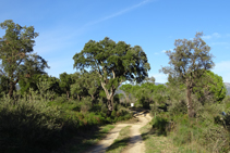 Camí a la font de la Verneda.