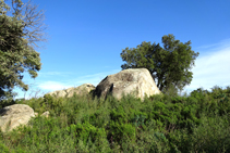 Blocs granítics entre la brolla de romaní.