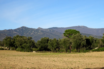 Mosaic de camps, alzinars i pinedes.