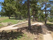 El camí puja fent llaçades per entre un bosc de pi negre.