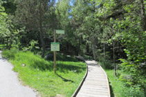 El camí s´endinsa cap al bosc.