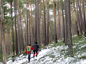 Itinerari pel Bosc de Virós