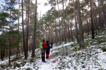 Pineda de pi roig.