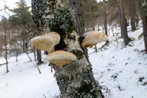 "Chaga" (<i>Inonotus obliquus</i>), el fong del bedoll blanc.