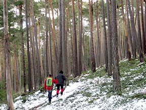 Itinerari pel Bosc de Virós