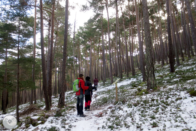 Itinerari pel Bosc de Virós 1 