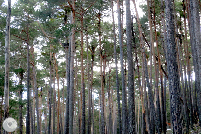 Itinerari pel Bosc de Virós 1 