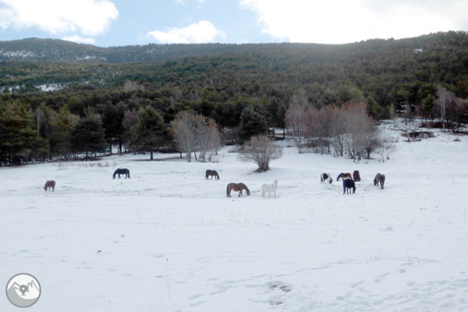 Itinerari pel Bosc de Virós 1 