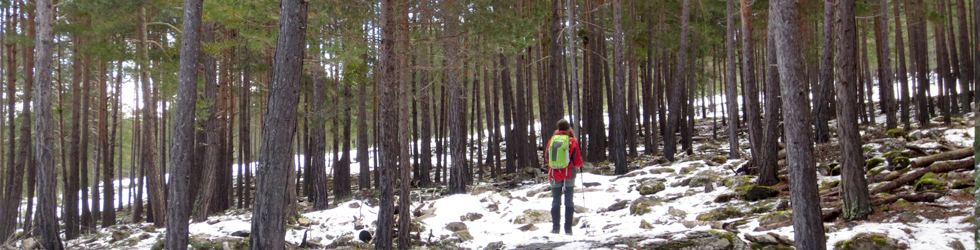 Itinerari pel Bosc de Virós