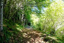 Típic bosc dels vessants ombrívols pirinencs.