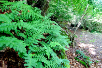 Falgueres del sotabosc de la fageda.