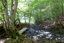 El camí del bosc de Carlac.