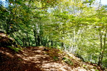 La fageda a les bordes de Carlac.