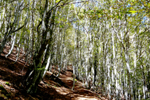 La fageda de Carlac.