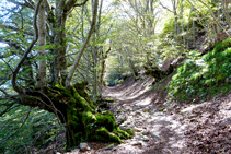 La fageda de Carlac.