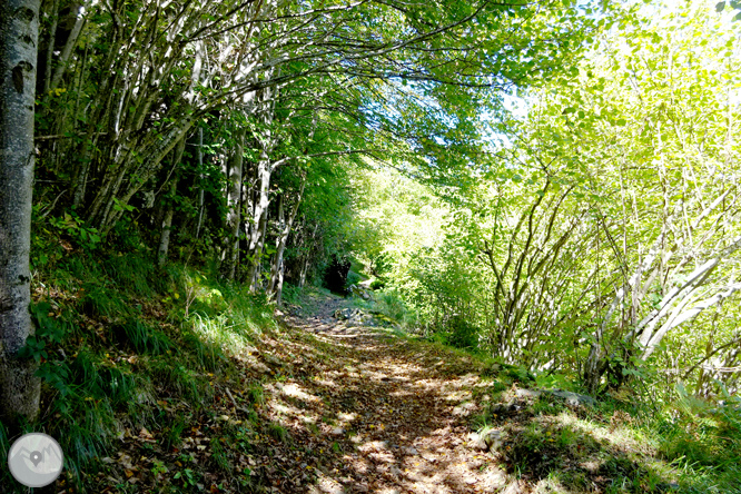 La fageda de Carlac a Bausen 1 