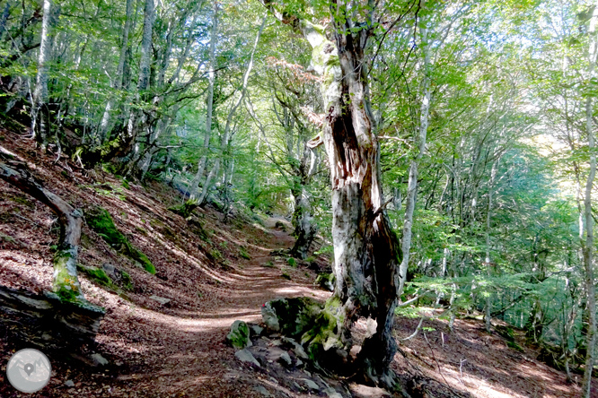 La fageda de Carlac a Bausen 1 