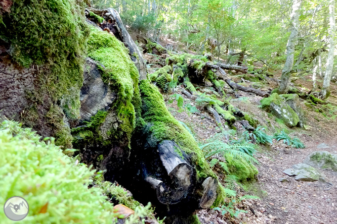 La fageda de Carlac a Bausen 1 