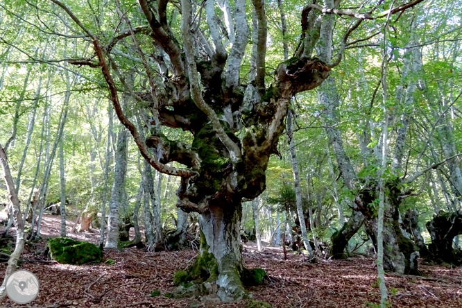 La fageda de Carlac a Bausen 1 