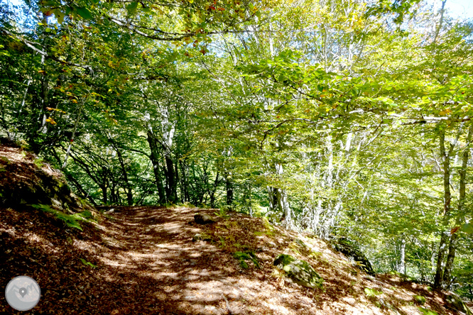 La fageda de Carlac a Bausen 1 