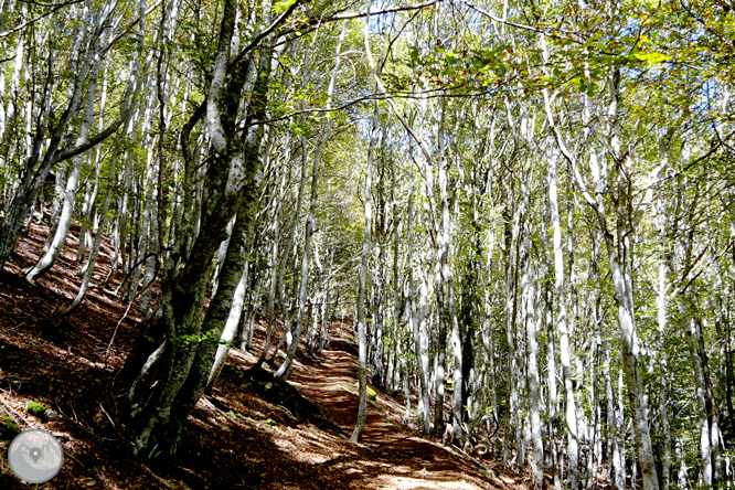 La fageda de Carlac a Bausen 1 