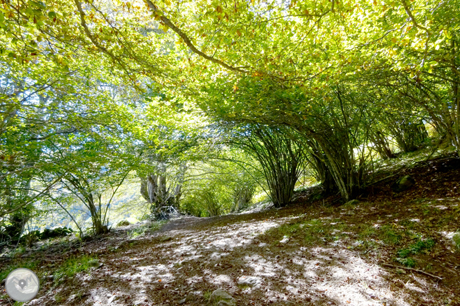 La fageda de Carlac a Bausen 1 