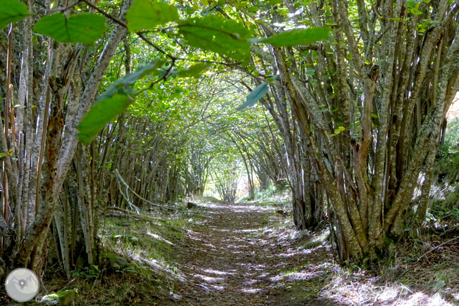 La fageda de Carlac a Bausen 1 