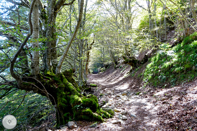 La fageda de Carlac a Bausen 1 