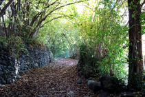 Camí empedrat, entre avellaners i pollancres.