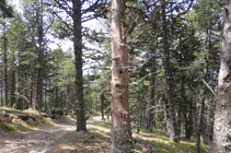 Nius de pigots al camí de coll de Gomà.