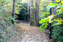 Camí de les Molleres.