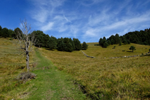 Entrant a la pineda.