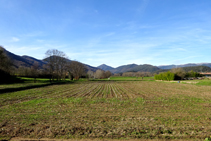 Rostolls de blat de moro a la vall de Bianya.